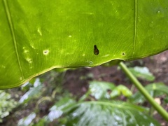 Ovachlamys fulgens