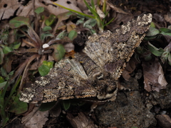 Biston robustum robustum