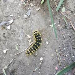 Leucanella viridescens