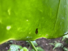 Ovachlamys fulgens