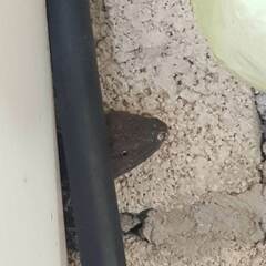 Iguanidae