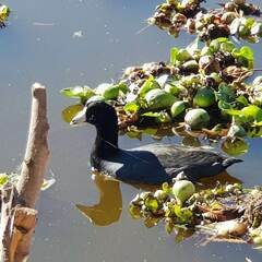 Fulica americana