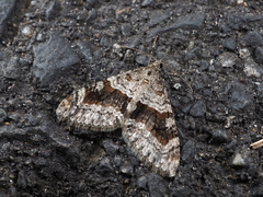 Trichopteryx terranea