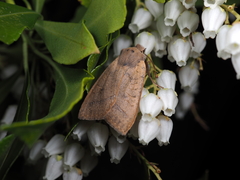 Agrocholorta nawae