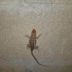 Sceloporus spinosus