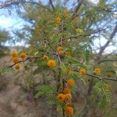 Vachellia farnesiana