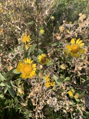 Grindelia camporum