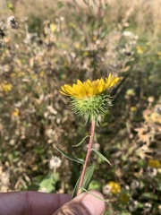 Grindelia camporum