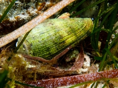 Conus anemone