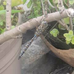 Rhionaeschna multicolor