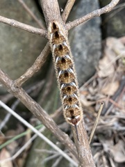 Apatelodes pudefacta