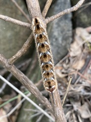 Apatelodes pudefacta