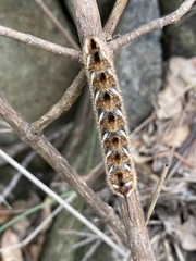 Apatelodes pudefacta