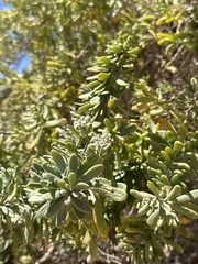 Nitraria billardierei