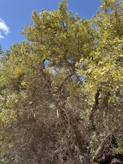 Nitraria billardierei