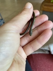 Philothamnus hoplogaster