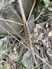 Apatelodes pudefacta