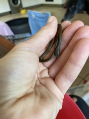 Philothamnus hoplogaster