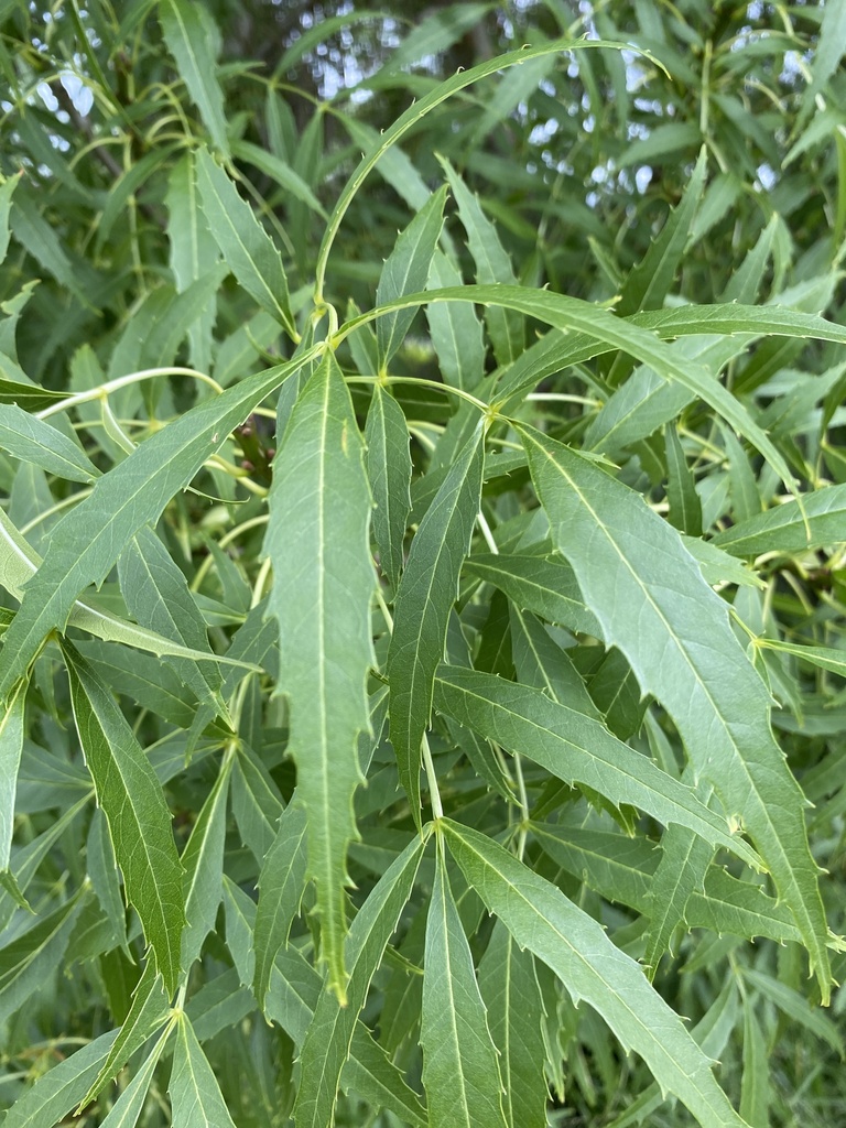 Narrow-leaved Ash from Bungower Rd, Mornington, VIC, AU on December 01 ...