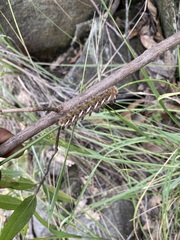 Apatelodes pudefacta