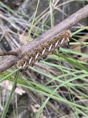 Apatelodes pudefacta