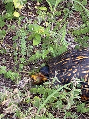 Terrapene carolina major
