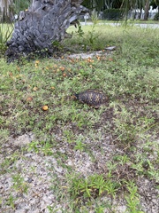 Terrapene carolina major