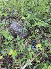 Terrapene carolina major