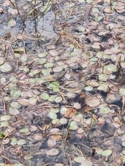 Potamogeton cheesemanii