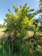 Combretum erythrophyllum
