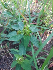 Acalypha villicaulis