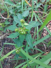 Acalypha villicaulis
