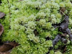 Sphagnum strictum