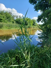 Phragmites mauritianus
