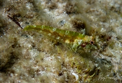 Helcogramma decurrens
