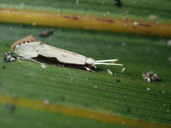 Sagephora phortegella