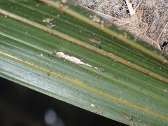 Sagephora phortegella
