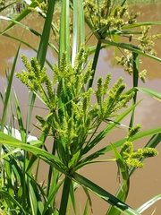Cyperus dives