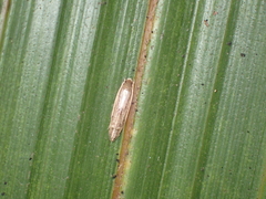 Amphixystis hapsimacha