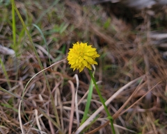 Polygala rugelii