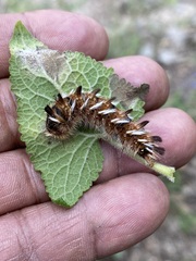 Apatelodes pudefacta