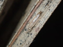 Amphixystis hapsimacha