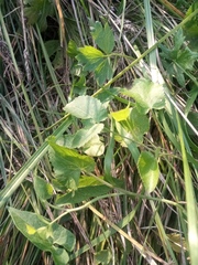 Ostericum palustre