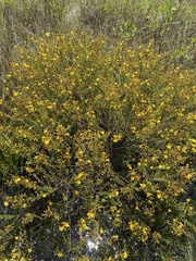 Hypericum brachyphyllum