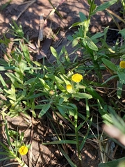 Pulicaria scabra