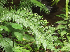 Asplenium bulbiferum