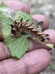 Apatelodes pudefacta