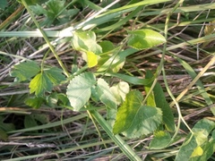 Ostericum palustre