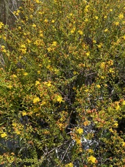 Hypericum brachyphyllum