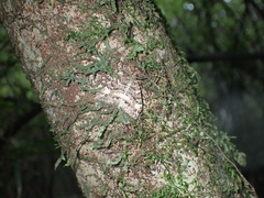 Pseudocoremia productata